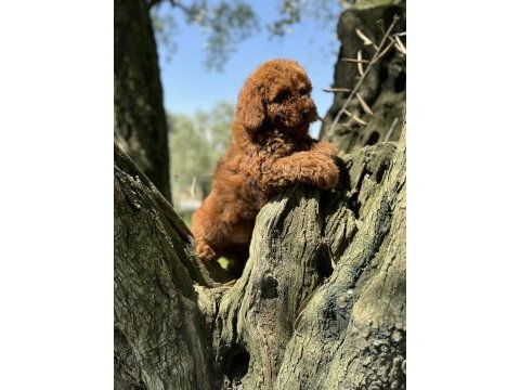 Toy poodle kore garantili