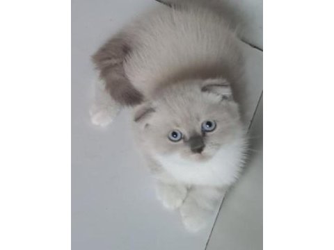 Boncuk gözlü scottish fold bebeklerim