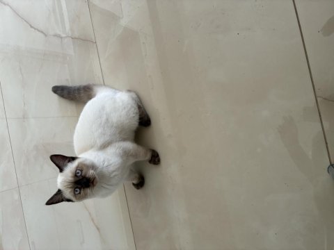 Sahibinden british blue point yavruları