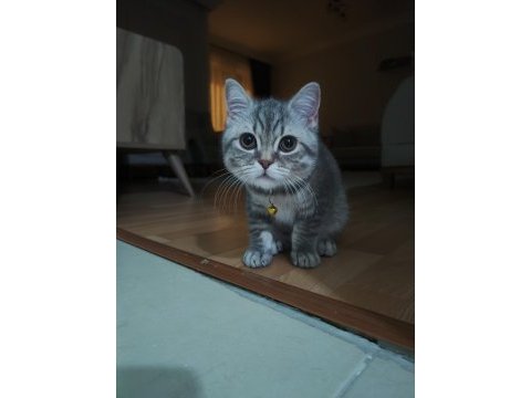 19 mart doğumlu british shorthair