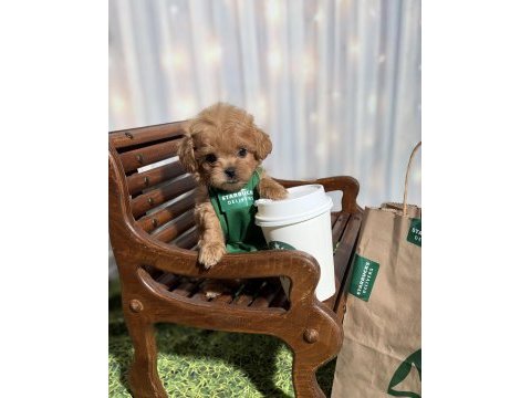 Maltipoo aşıklarının aradığı o yavrular