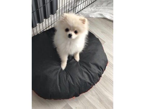 Pomeranian boo 6 aylık