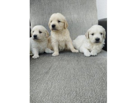 Golden bebekler