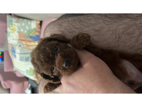 Korean 3,5 aylık erkek yavru poodle