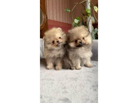Sevimli mini boy pomeranian boo yavruları hazır
