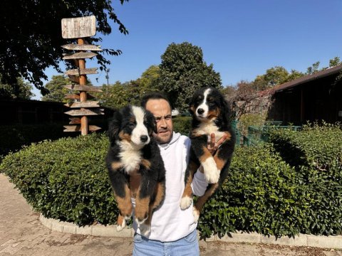 Bernese dağ köpeği yavruları
