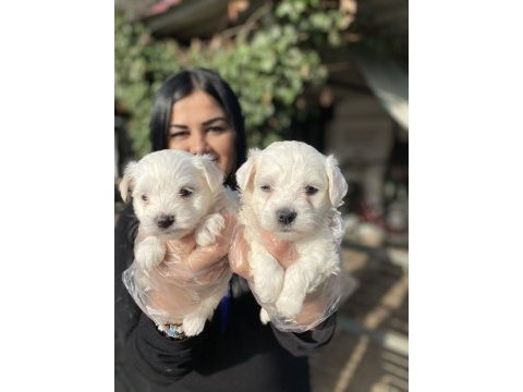 Kore maltese terrier yavrularım