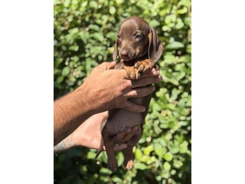 Chocolatte tan yeşil gözlü dachshund yavrumuz