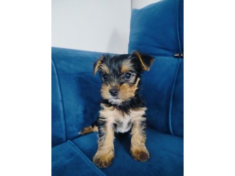 Yorkshire terrier yavrular