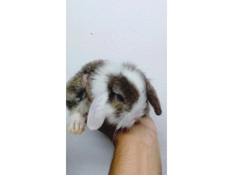 Ender renkli lop tavşan bebeklerimiz
