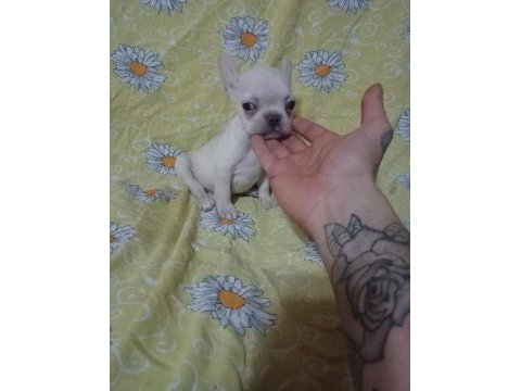 Scrli anatolian bulls üretimi egzotik french bulldog