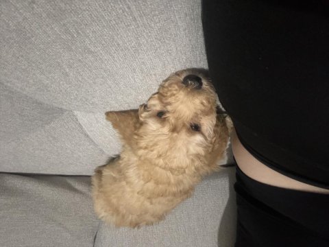 Çiş eğitimli toy poodle