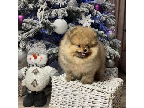 Irk garantili pomeranian yavruları