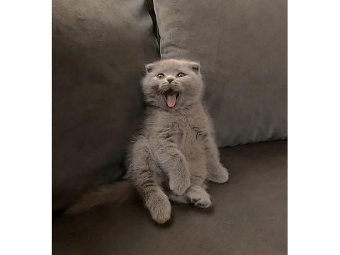 British shorthair ve scottish fold yavrularımız