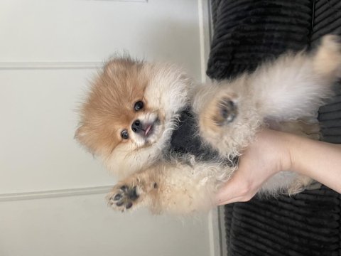 3 aylık erkek pomeranian boo