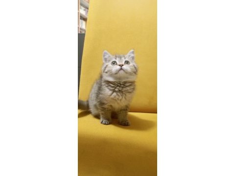 British shorthair 4 adet