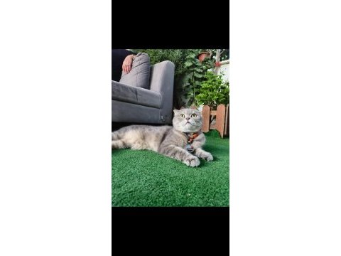 Sağlık sorunlarından dolayı kedime yuva arıyorum.