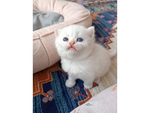 British shorthair dişi ve erkek mevcut