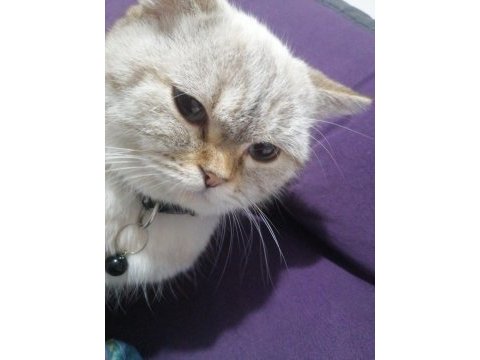 British shorthair ücretsiz 4 yaşında
