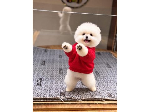 Pomeranian boo yavrularımız