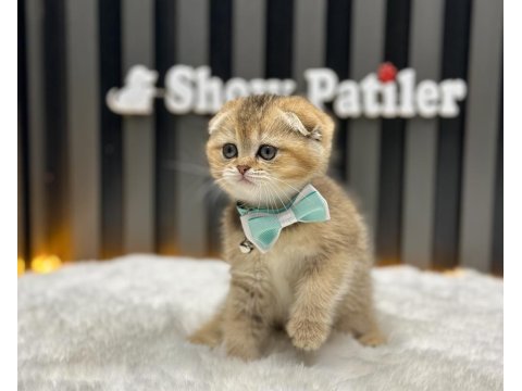 Scottish fold golden show kalite