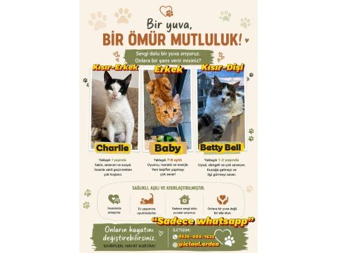 Ücretsiz acil sahiplendirme kediler