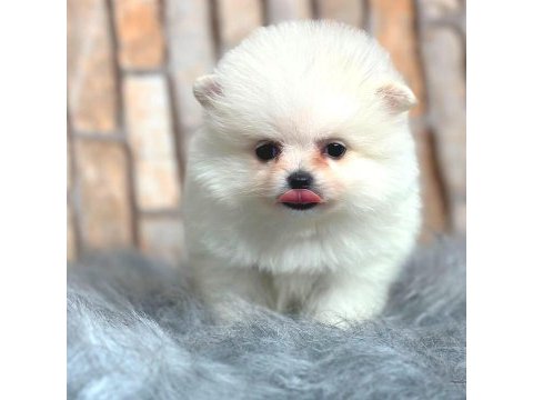 Ayıcık suratlı pomeranian boo köpeği