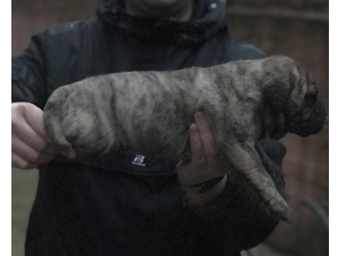 A kalite presa canario yavruları