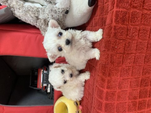 Mini mini malteseler