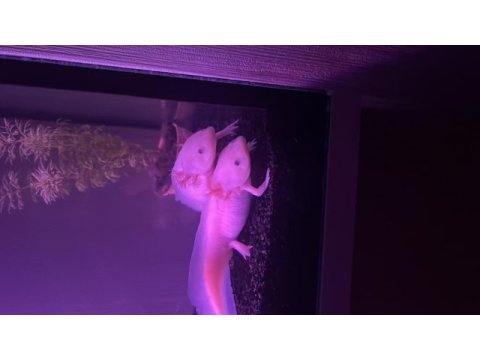 2 adet albino axalot 18-20 cm
