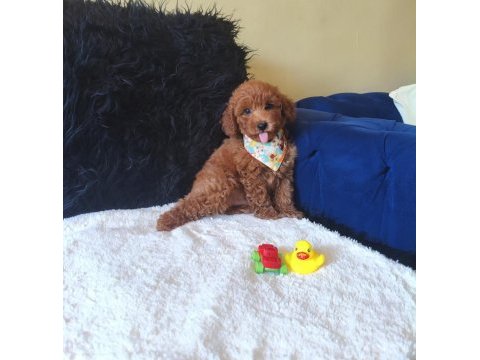 Red toy poodle erkek
