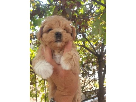 Üst düzey maltipoo yavrularımız sizleri bekliyor