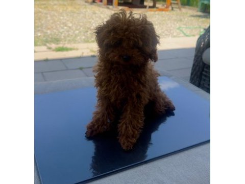 6 aylık 1200 gr tea cuo kore poodle yavrumuz