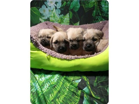 Pug mops mal bebekler