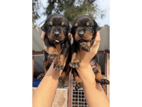 Doberman yavrularımız 