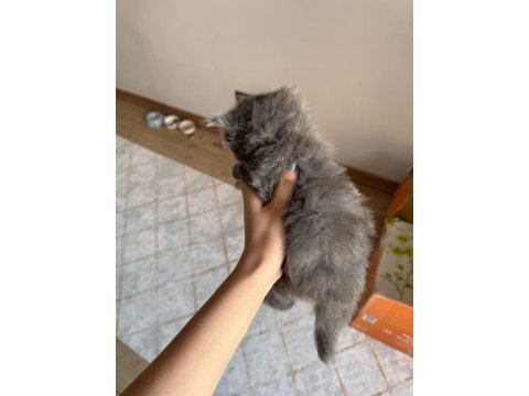 British longhair yavru