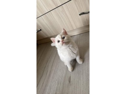 Scottish fold ve british longair yeni evini arıyor
