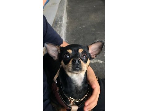 12 aylık 0 boy pinscher