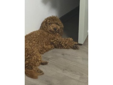 Toy poodle 6.5 aylık
