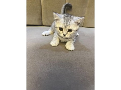Scottish straight silver tabby dişi