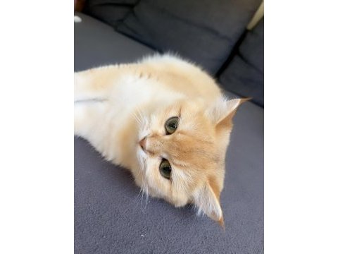 Yetişkin kısır olmayan dişi ny12 şecereli british shorthair