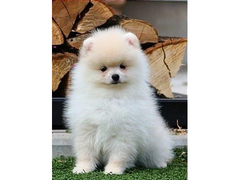 Karbeyaz pomeranian boo