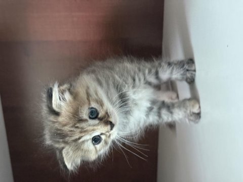 1 aylık scottish fold