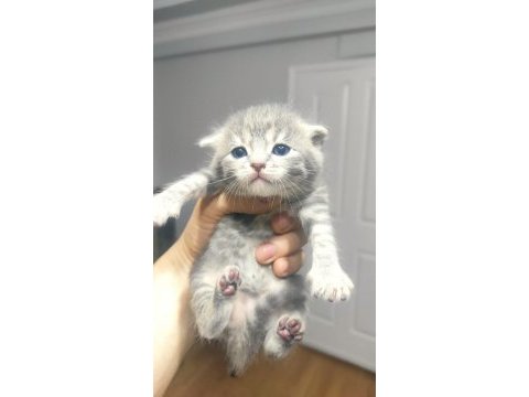 Çok tatlı british shorthair ve scottish yavrular