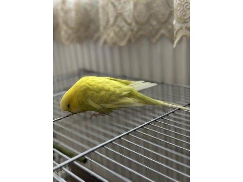 Jumbo çift muhabbet kuşu