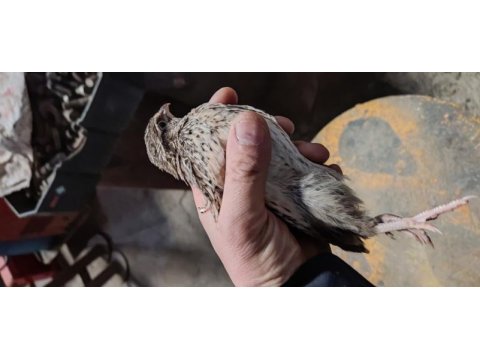 45 günlük japon ve jumbo bıldırcın