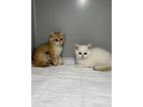 Veteriner hekimden british golden ve lynxpoint yavru