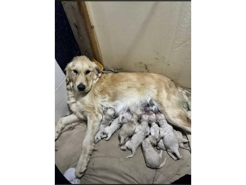 A kalite ırk sağlık garantili golden retriever bebekler