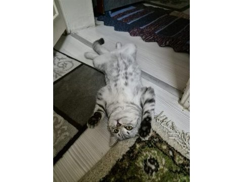 26 ocak doğumlu yavru kedilerim