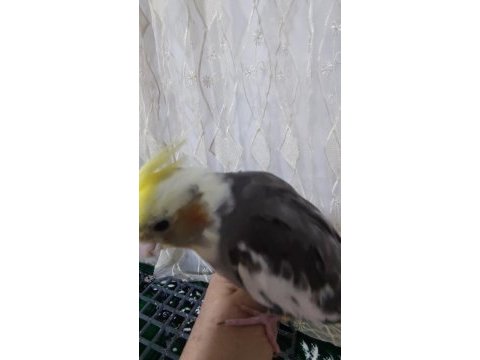 Yavru sultan papağanı 3 aylık